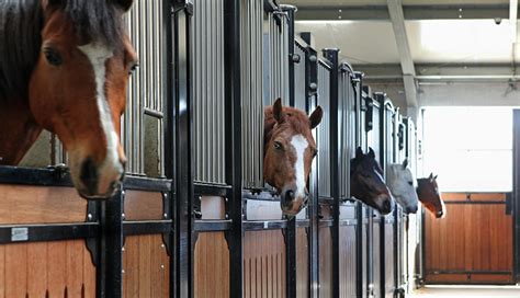 paarden manege nederland